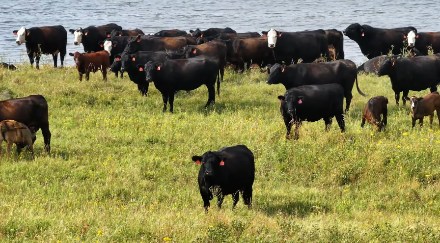 180 Black Angus and Black Baldy cows BC819D5